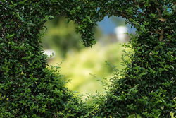 ハートの形の草